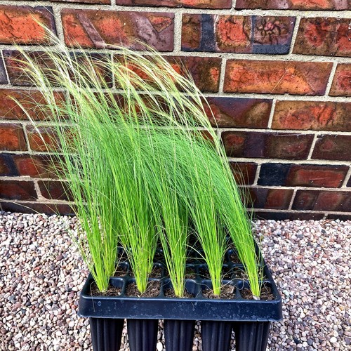 Mature feather grass plug - 5,