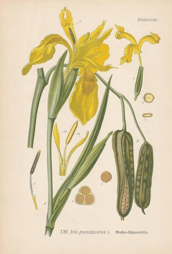 Thome chromolithograph print - thome,