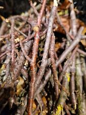 600g Hardwood sticks dried ATN033, Isopod Aquarium Reptile Insect Biotope Safe