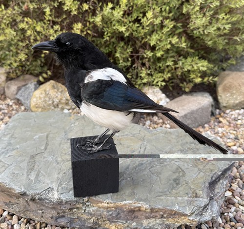 Taxidermy magpie legal sell - magpie,
