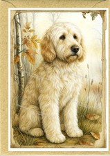 Labradoodle dog 4 - (cream),