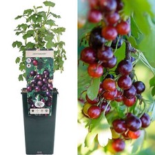 Blackcurrant gooseberry cross - blackcurrant,