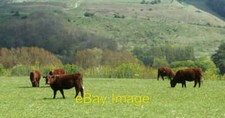 Photo 6x4 2010 : Cattle on