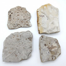 0.86lbs Fossil Insect Jehol