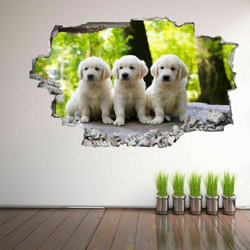 Golden retriever puppy dog - puppy,