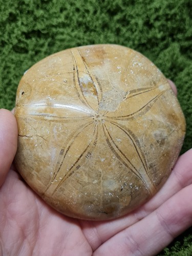 Madagascar sea urchin - urchin, fossil