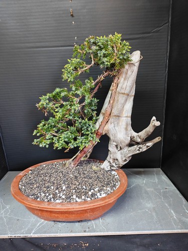 Tanuki needle juniper bonsai - juniper,