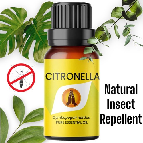 Citronella oil mosquito insect - citronella,