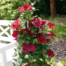 Clematis 'Boulevard Nubia'. 9cm Plant x 2. Red flowers. Climbing perennial.