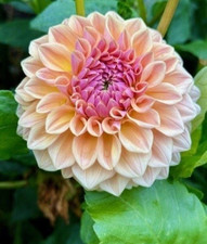 Dahlia Tuber "RM Summer Haze"