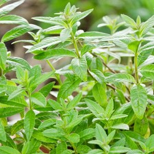 Lemon Verbena Herb - Culinary