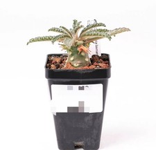 pot 6.5cm Dorstenia lavrani