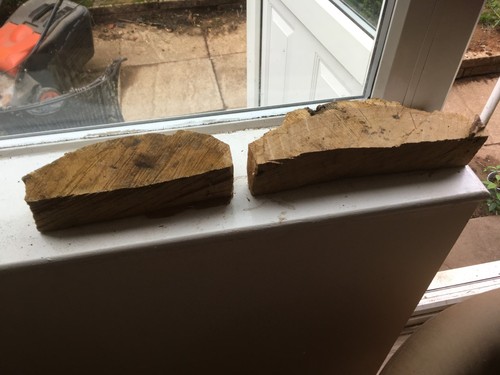 Oak wood tree log section