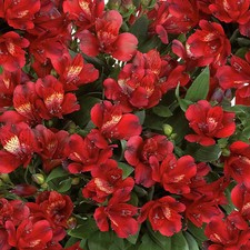 Alstroemeria inticancha doba - inticancha,