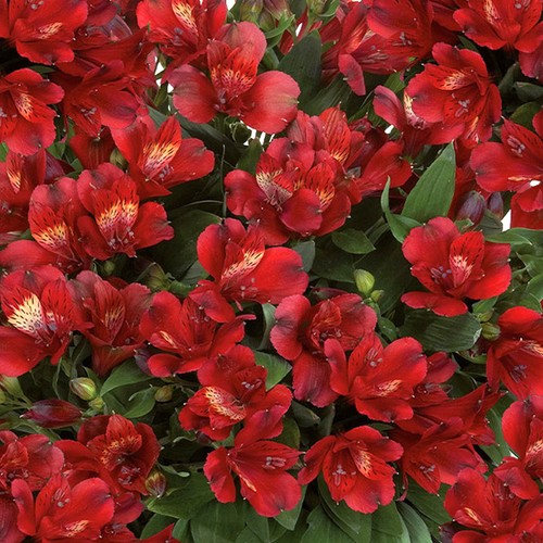 Alstroemeria inticancha doba - alstroemeria,