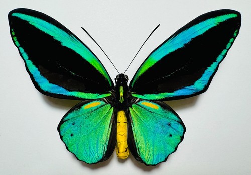 Amazing ornithoptera priamus - ornithoptera,