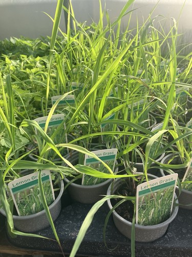 Herbs lemon grass - lemon,