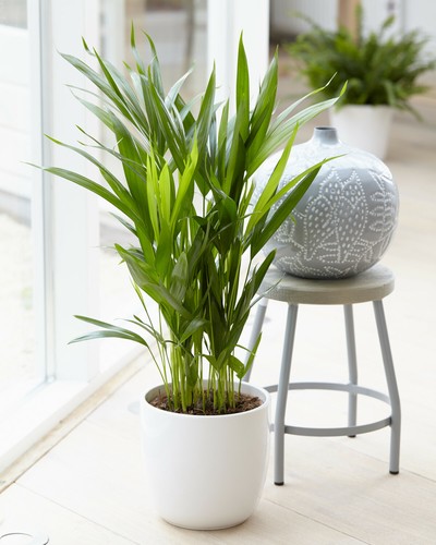 Areca palm golden cane indoor - golden,