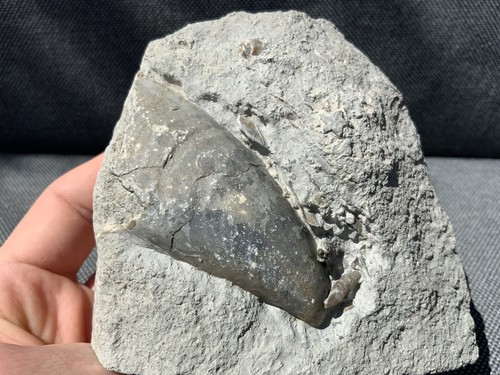 Fossil shell belemnite marl - fossil,