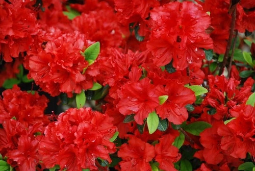 Girard hotshot deciduous - girard, hotshot~~deciduous
