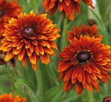 Rudbeckia hirta 'Cherokee