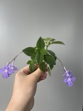 Streptocarpus saxorum, Nodding