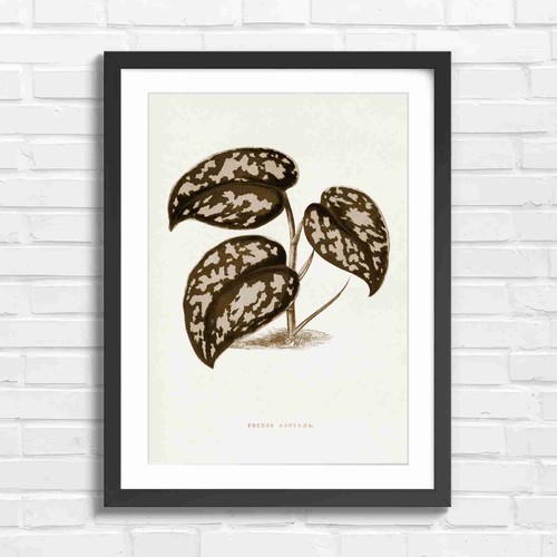 Botanical pothos plant - pothos,