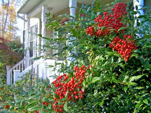 Seedlings nandina domestica - 4,