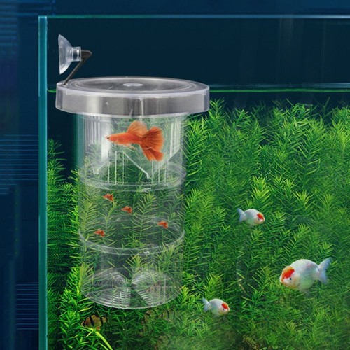 Guppy breeding box - guppy, aquarium