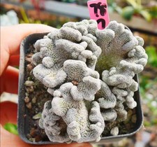 Rare Cacti Pelecyphora