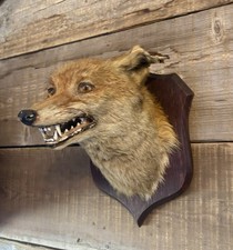 Antique Taxidermy Fox Head -