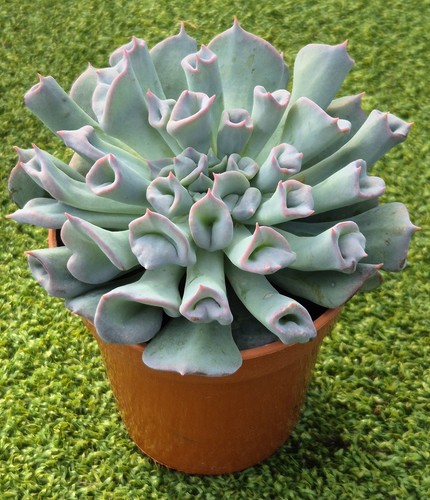 Echeveria trumpet pinky - echeveria, pinky'