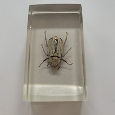 Ten-lined June Beetle Cotinis