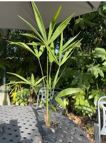 Chinese windmill palm - chinese,