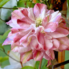 Clematis Multi PINK in 9cm Pot