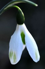 Galanthus 'Sheds and