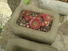 STONE GARDEN SMALL ALPINE