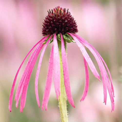 Echinacea pallida seeds - echinacea,