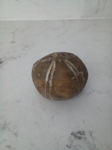 Large sea urchin - large,