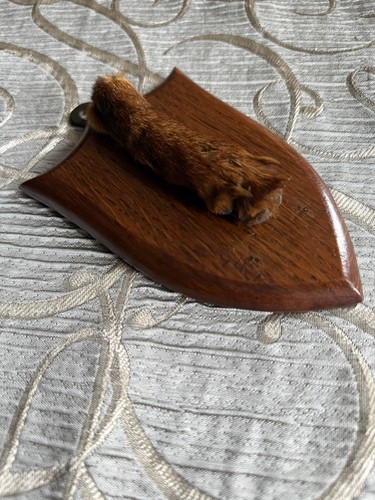 Taxidermy fox paw - taxidermy,