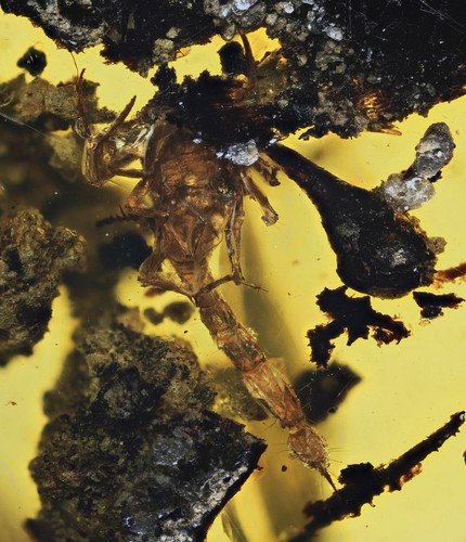 Rare complete scorpion - rare,