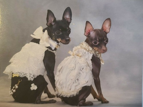 Toy terrier dogs - dogs, animals