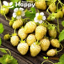 ALPINE STRAWBERRY - WHITE SOUL - 200 seeds - Fragaria vesca - PERENNIAL FRUIT