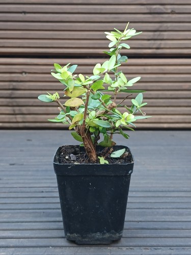 Lonicera nitida hedging - lonicera,