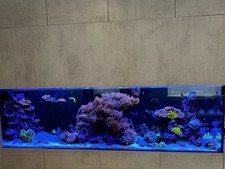 Tri-colour Rose Bubble Tip Anemone