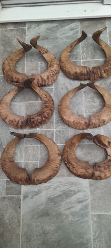 Pairs large ram horns - of,