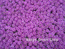 ALYSSUM ROYAL CARPET - 1600
