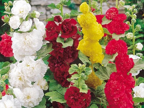 Hollyhock summer carnival - hollyhock,