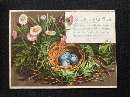 Bird nest eggs flowers
