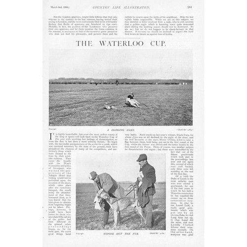 Hare coursing the waterloo - hare, cup